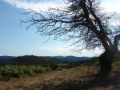 dand-DSC05182.JPG