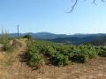 dand-DSC05184.JPG